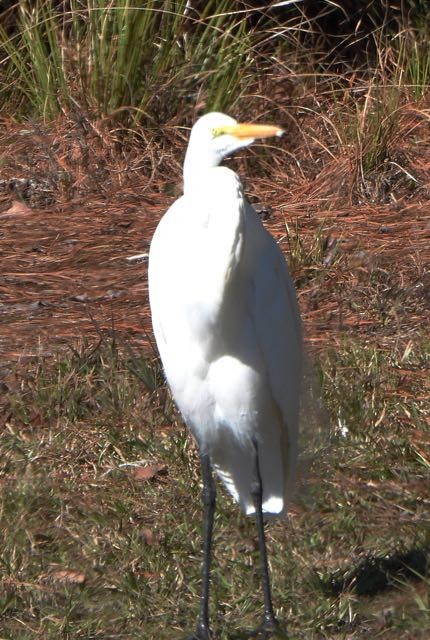 Great Egret - ML614238659