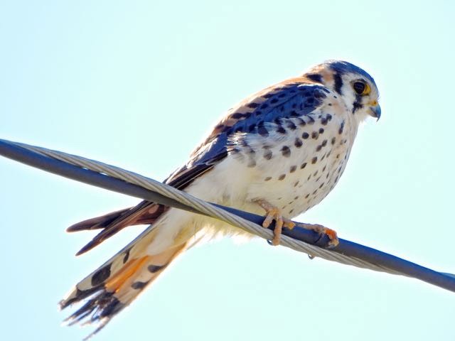 American Kestrel - ML614238665