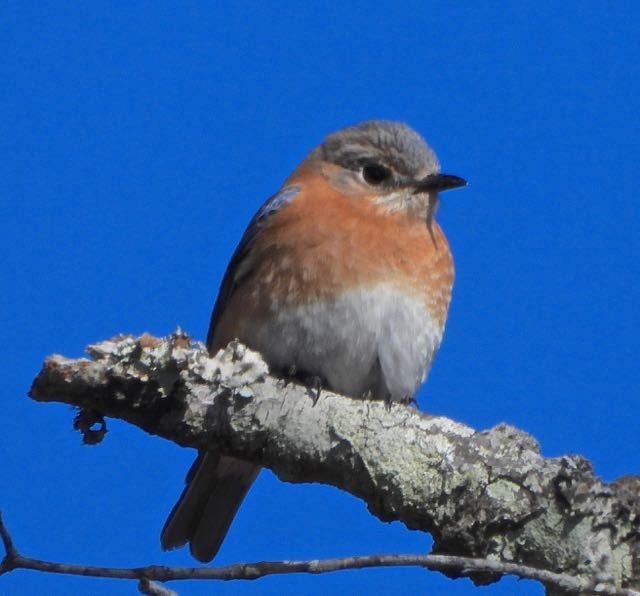 Eastern Bluebird - ML614238672