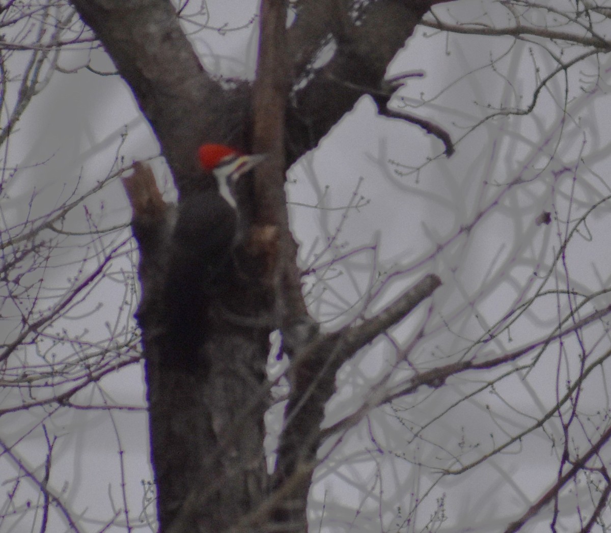 Pileated Woodpecker - ML614238768