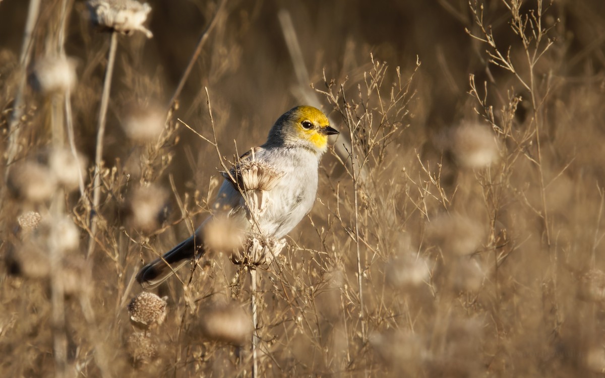 Verdin - ML614238943