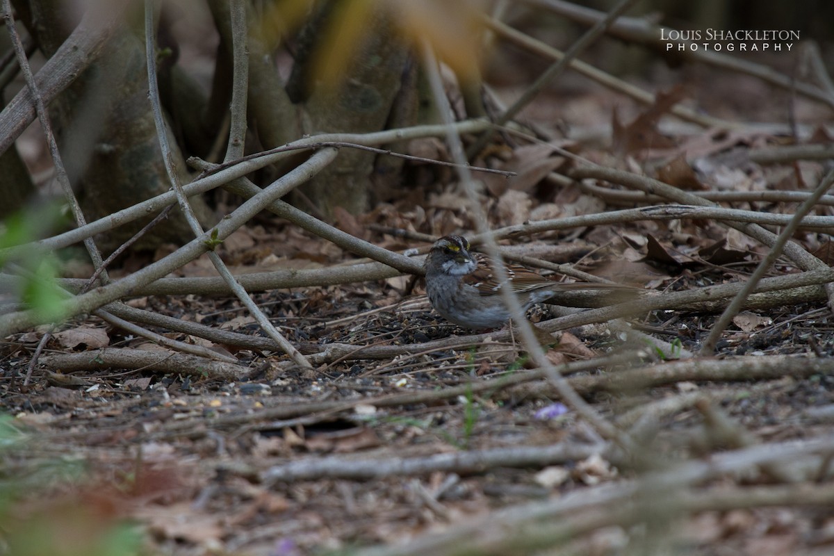 White-throated Sparrow - ML614238969