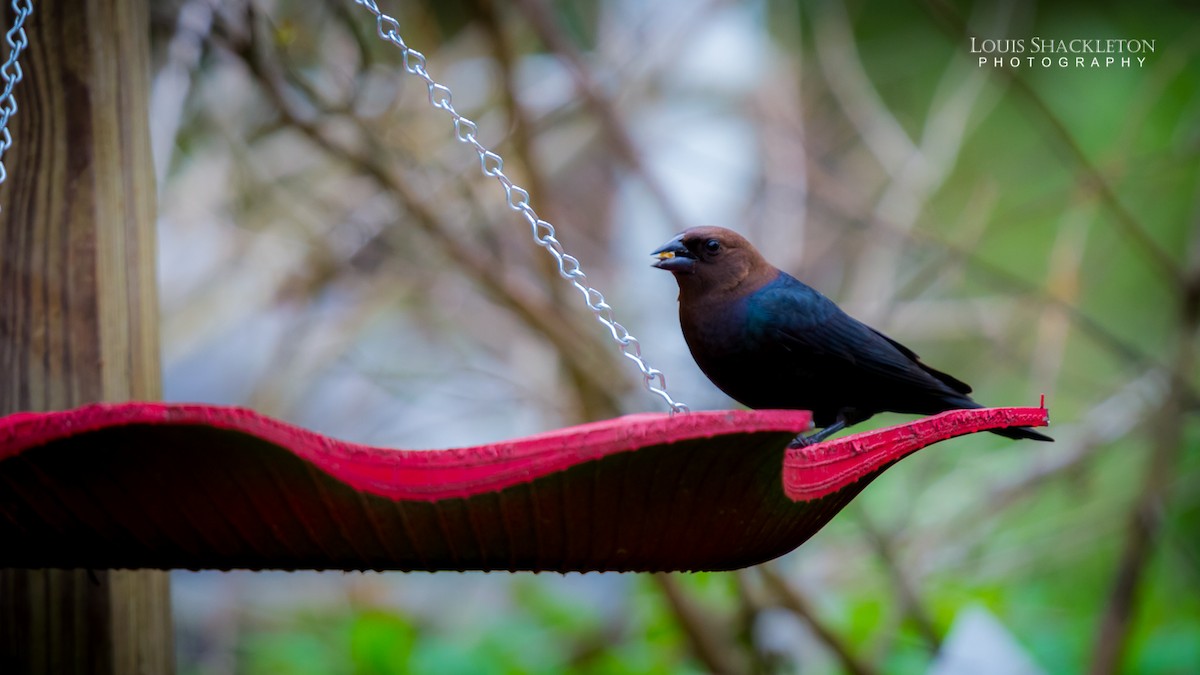 Brown-headed Cowbird - ML614238974