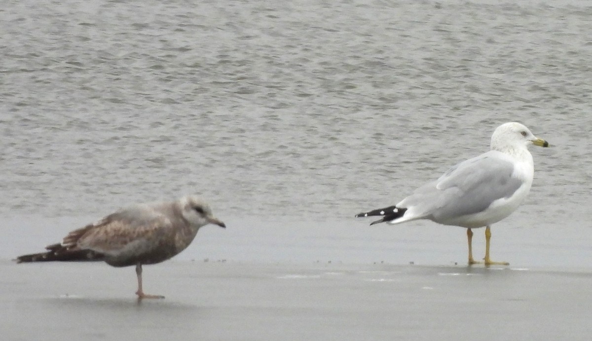 Short-billed Gull - ML614238990