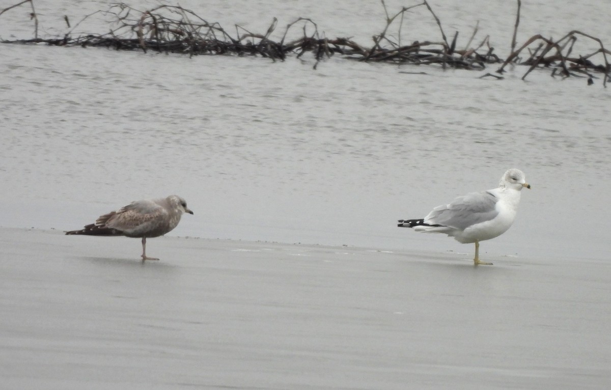 Short-billed Gull - ML614238994