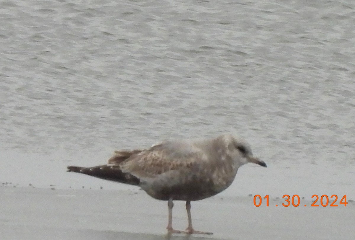 Short-billed Gull - ML614238998