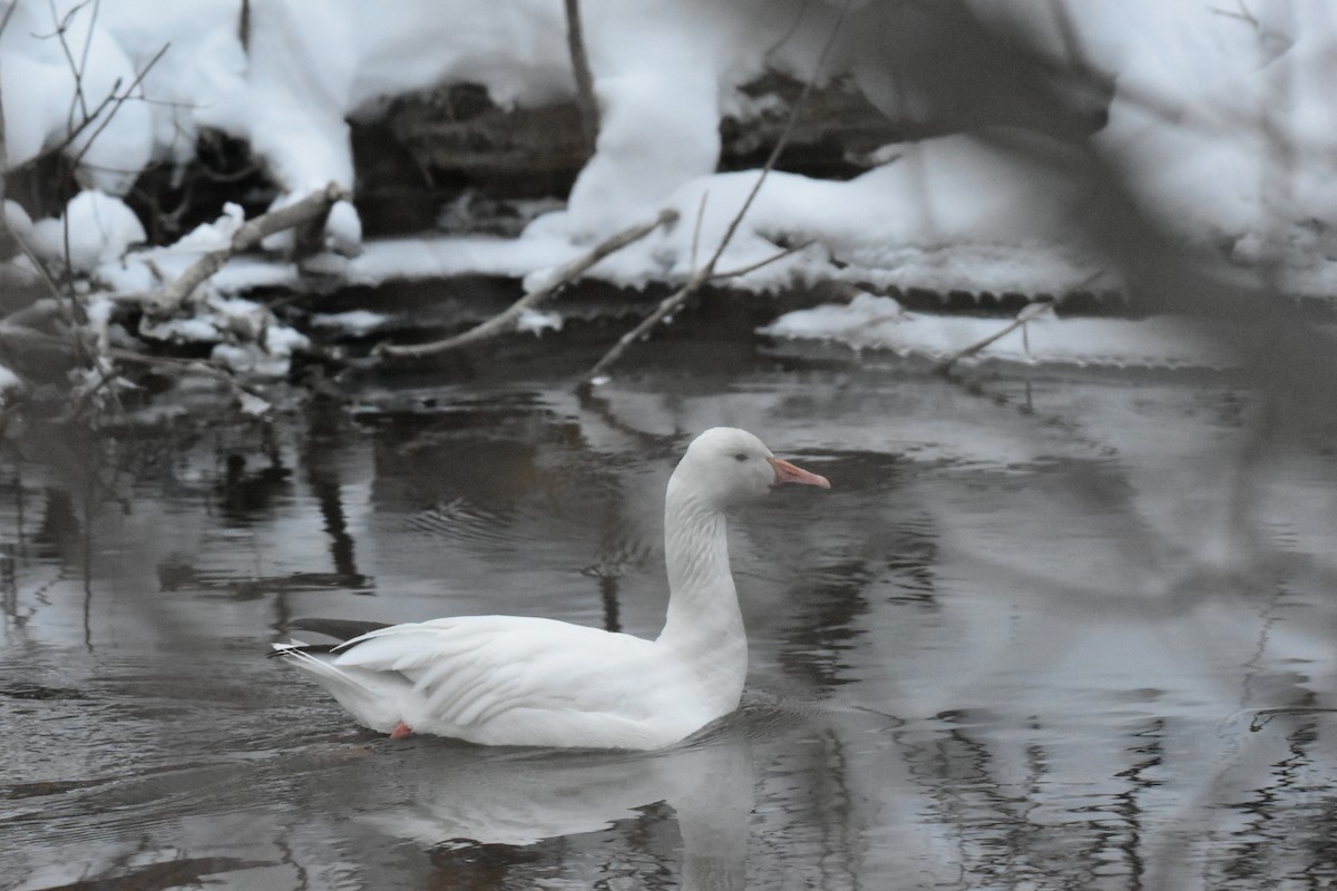 Oie des neiges - ML614239090