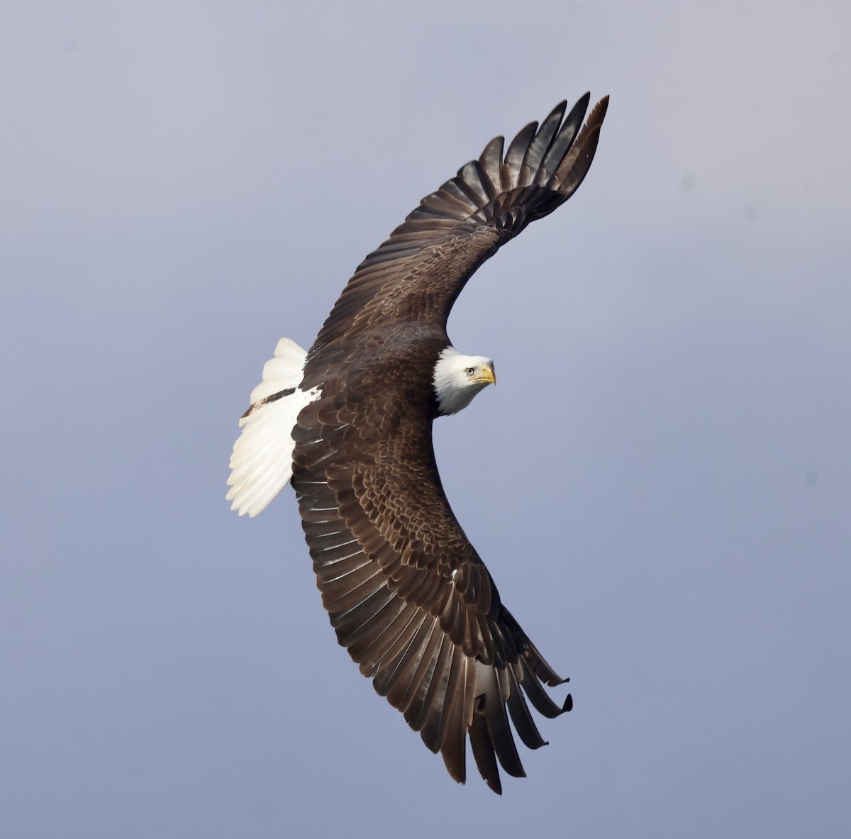 Bald Eagle - Cheryl Rosenfeld