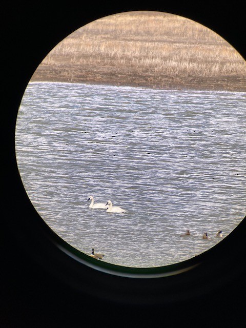 Tundra Swan - ML614239214