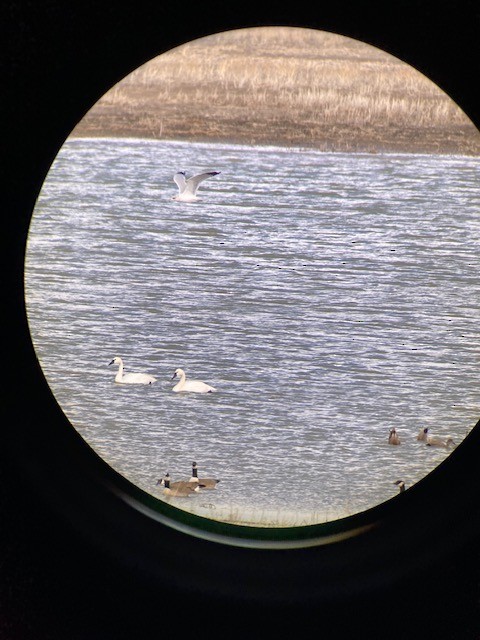 Tundra Swan - ML614239216