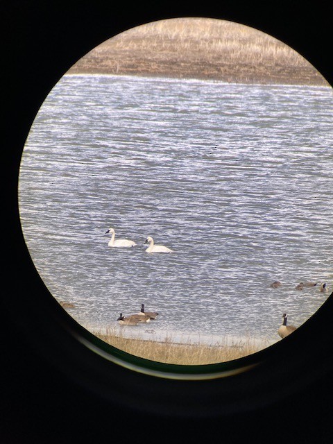 Tundra Swan - ML614239222