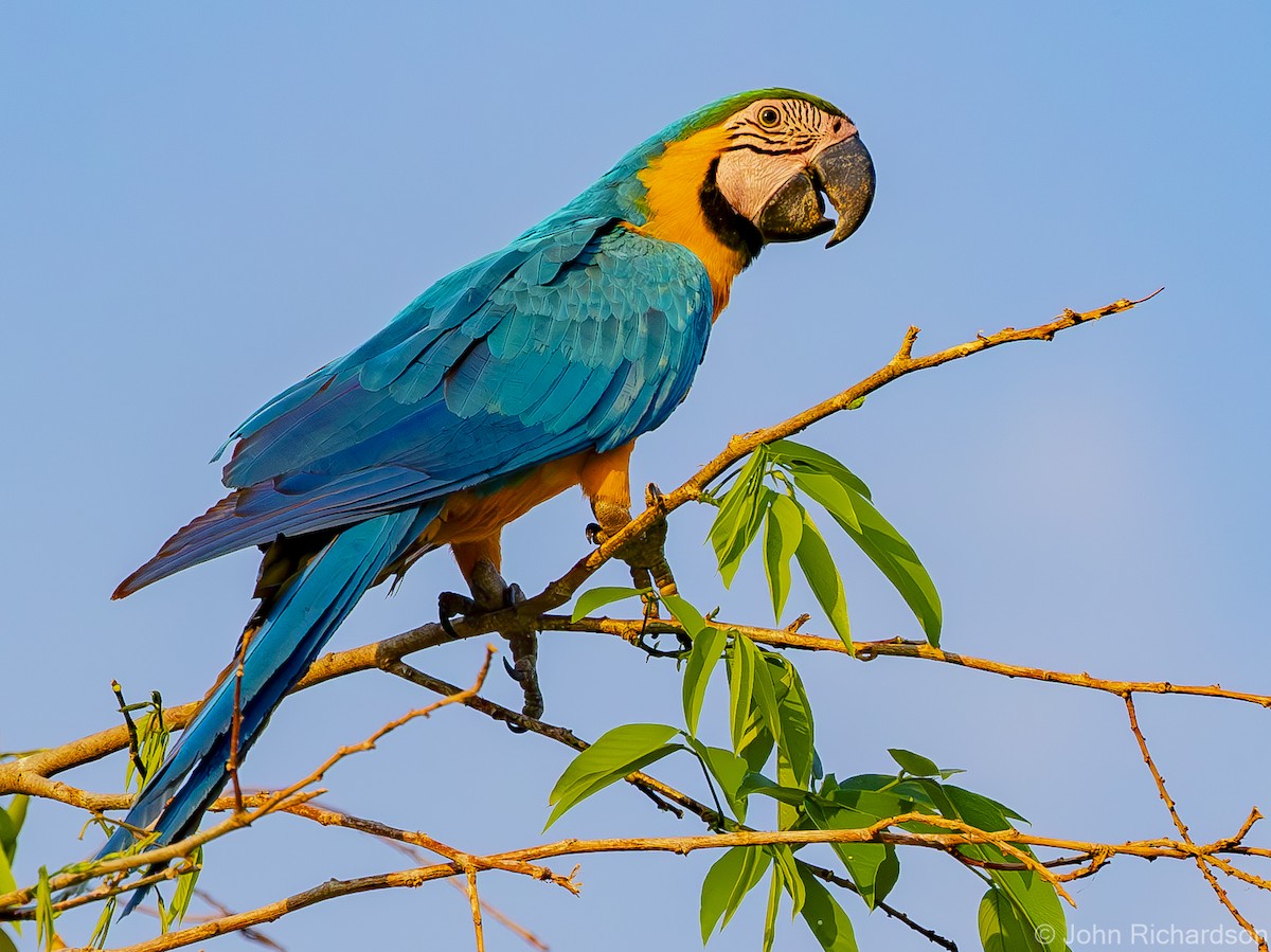 Blue-and-yellow Macaw - John Richardson