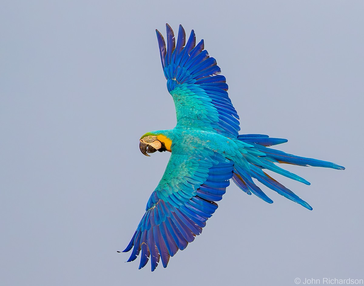 Blue-and-yellow Macaw - ML614239262