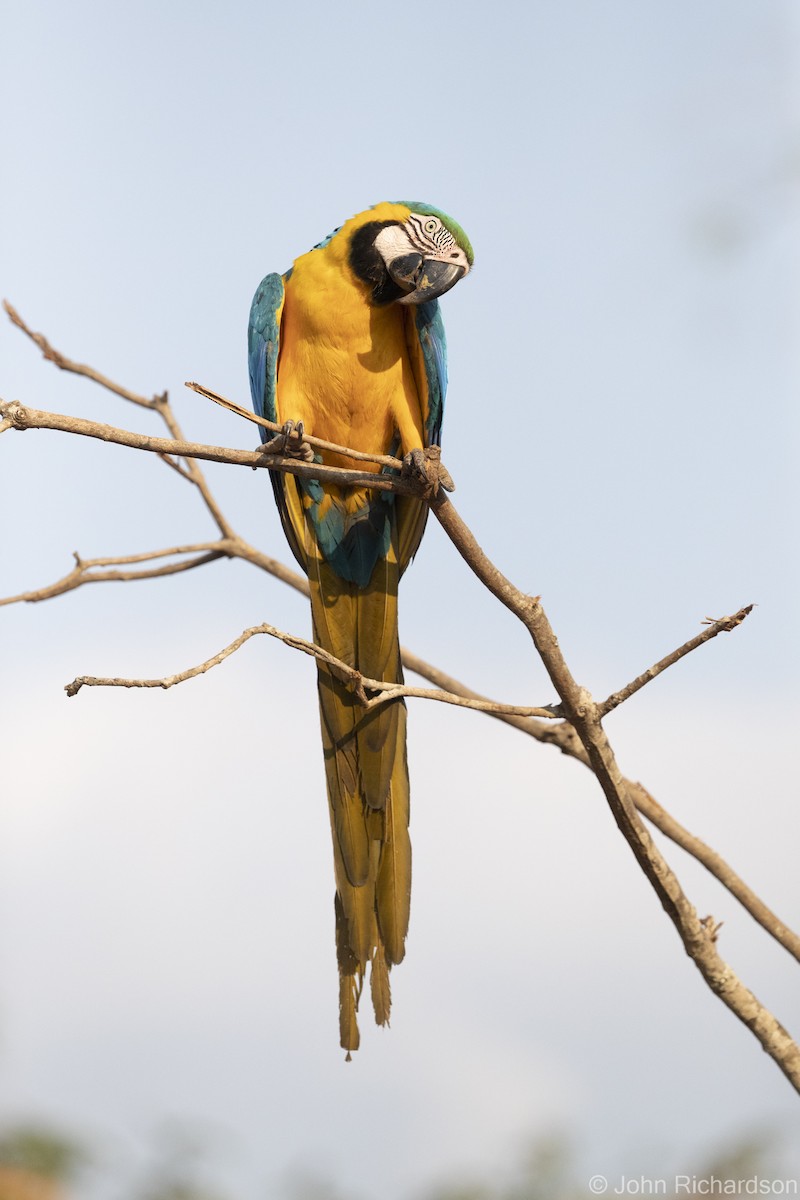 Blue-and-yellow Macaw - ML614239264