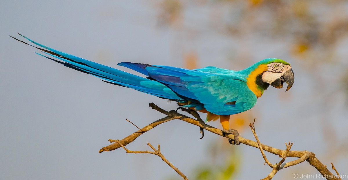 Blue-and-yellow Macaw - ML614239265