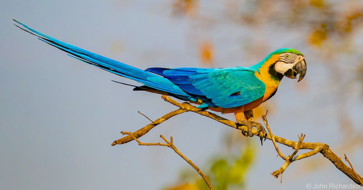 Blue-and-yellow Macaw - ML614239266