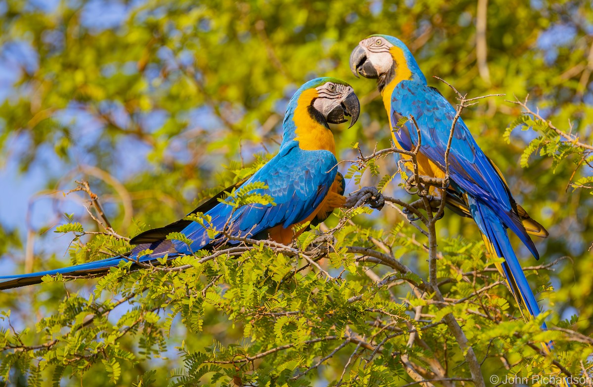 Blue-and-yellow Macaw - ML614239267