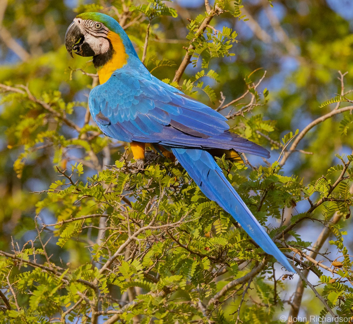 Blue-and-yellow Macaw - ML614239268