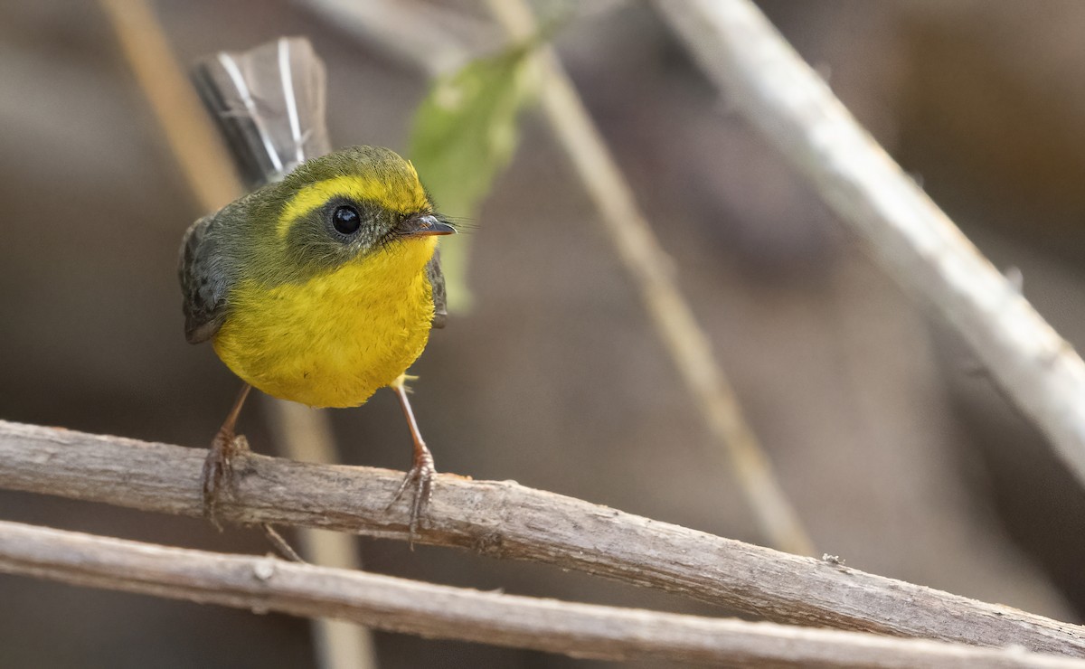 Yellow-bellied Fairy-Fantail - ML614239272