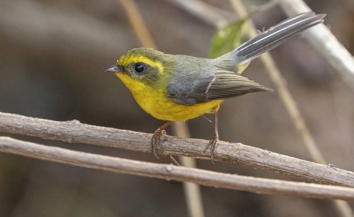 Yellow-bellied Fairy-Fantail - ML614239273