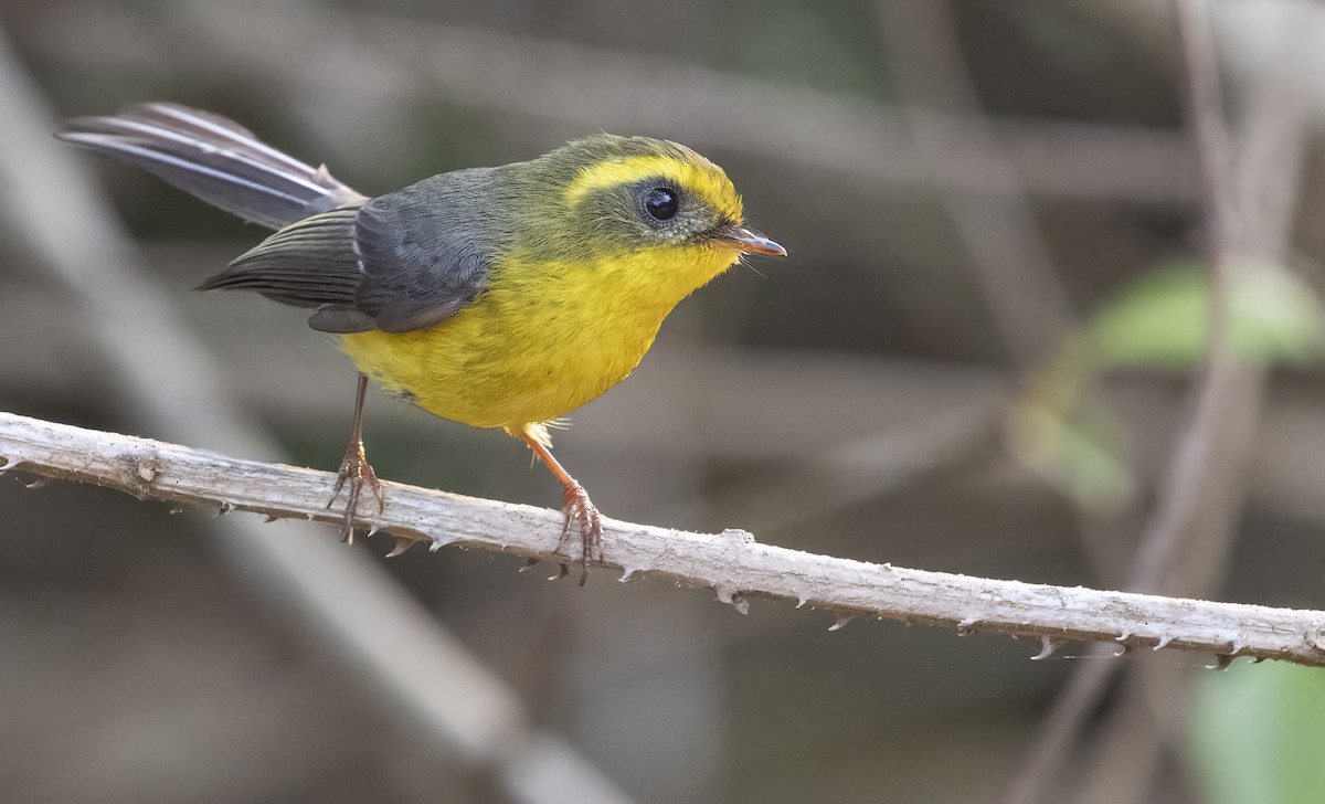 Yellow-bellied Fairy-Fantail - ML614239275