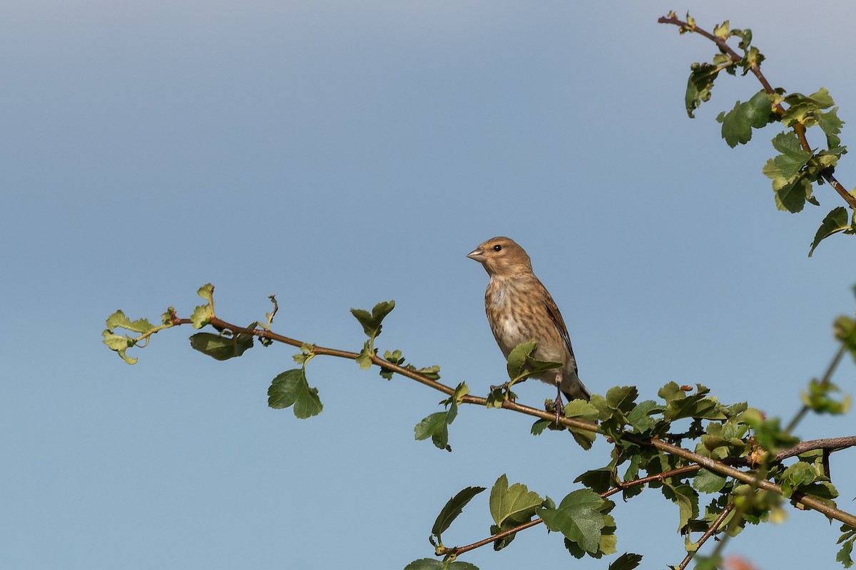 Corn Bunting - Carsten Stiller