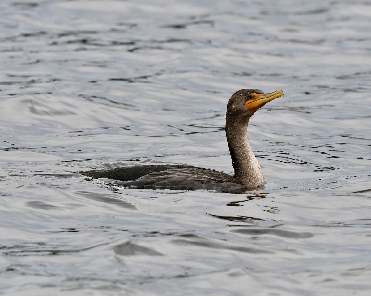 Double-crested Cormorant - ML614239313