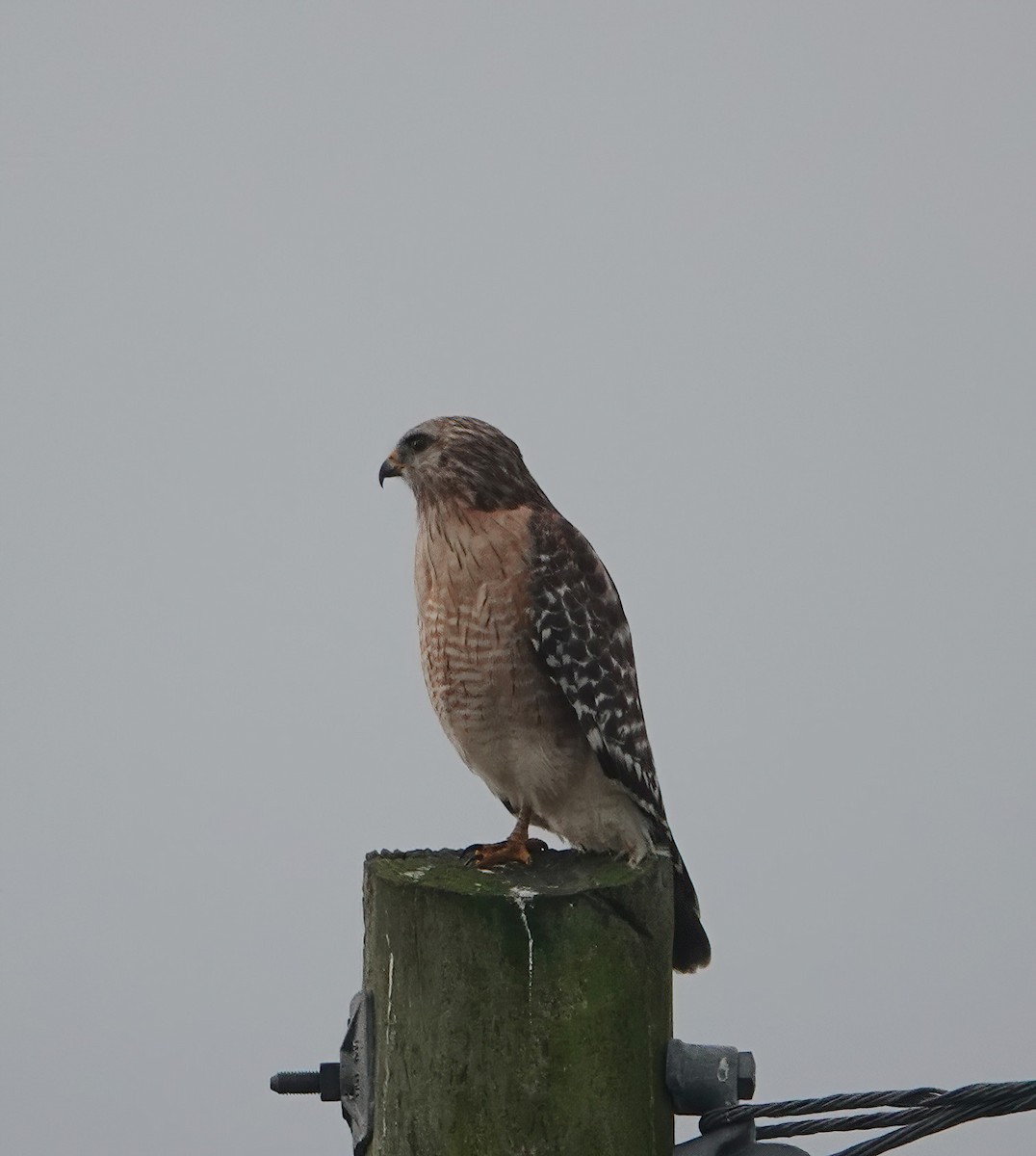 Red-shouldered Hawk - ML614239333