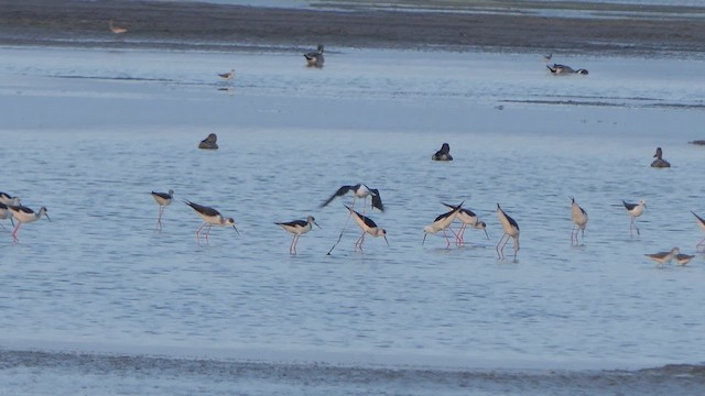 Black-winged Stilt - ML614239364