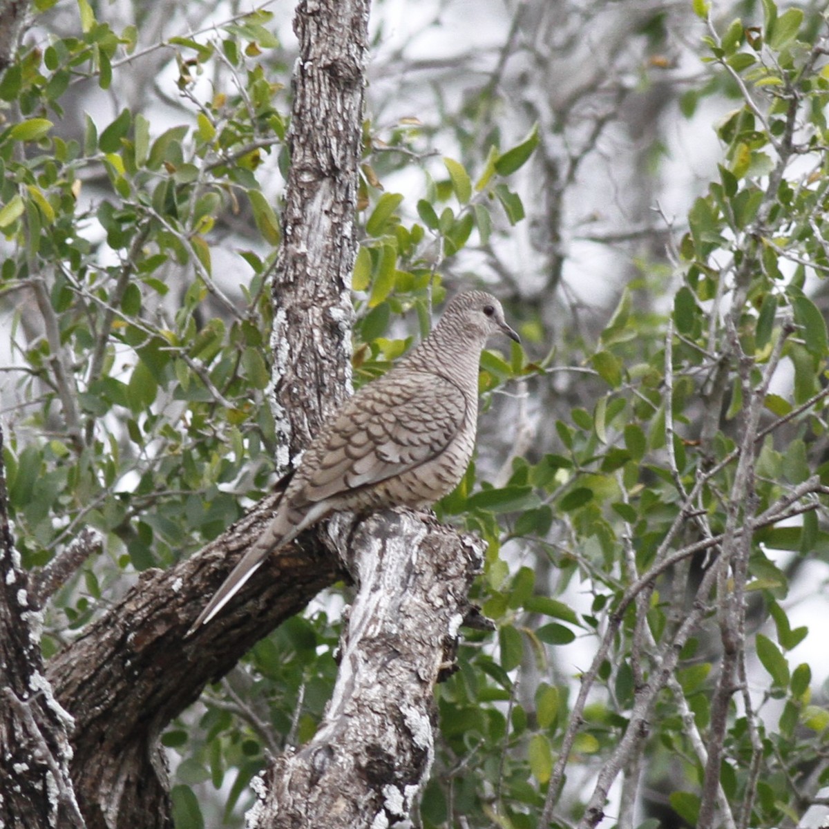 Inca Dove - ML614239371