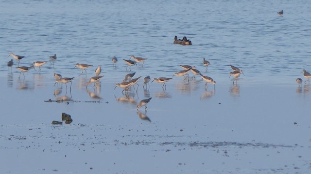 Marsh Sandpiper - ML614239383