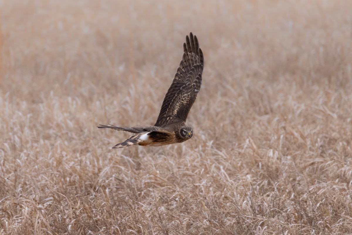 Northern Harrier - Andy Wilson