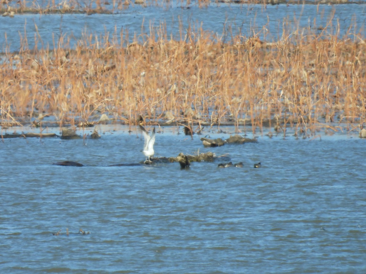 Green-winged Teal - Marie  Adams