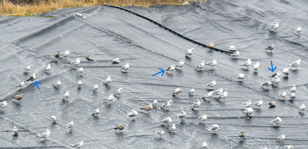 Lesser Black-backed Gull - ML614239451