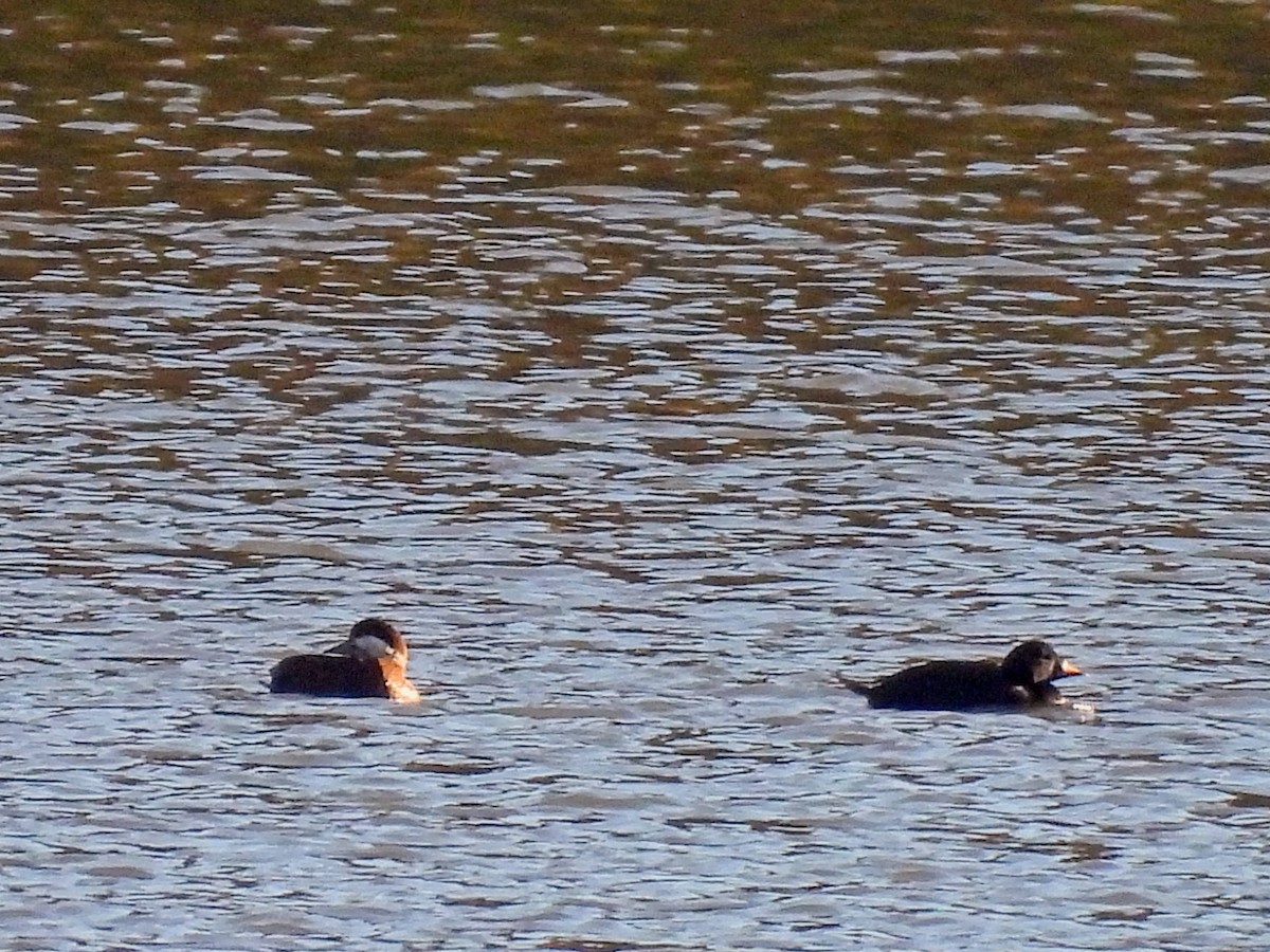 Common Scoter - ML614239559