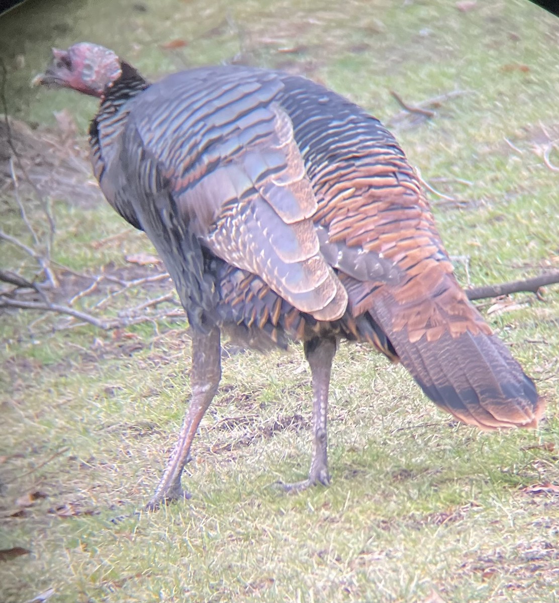 Wild Turkey - ML614239565