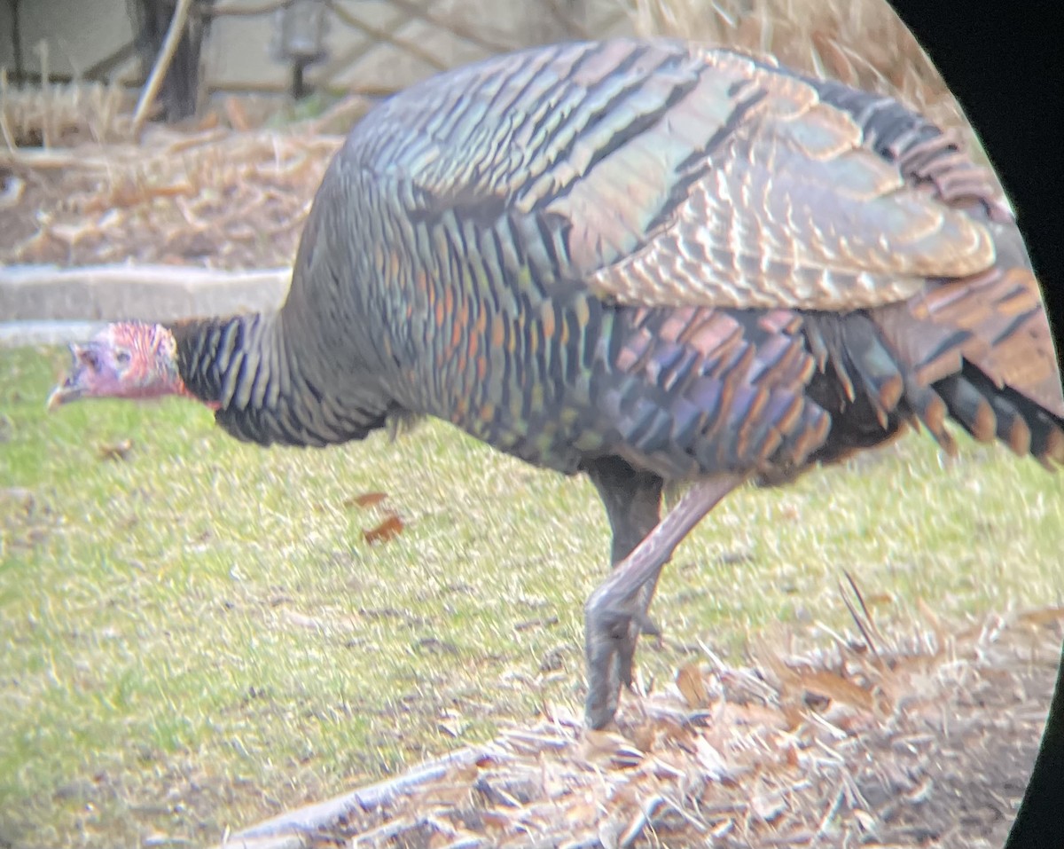 Wild Turkey - ML614239567