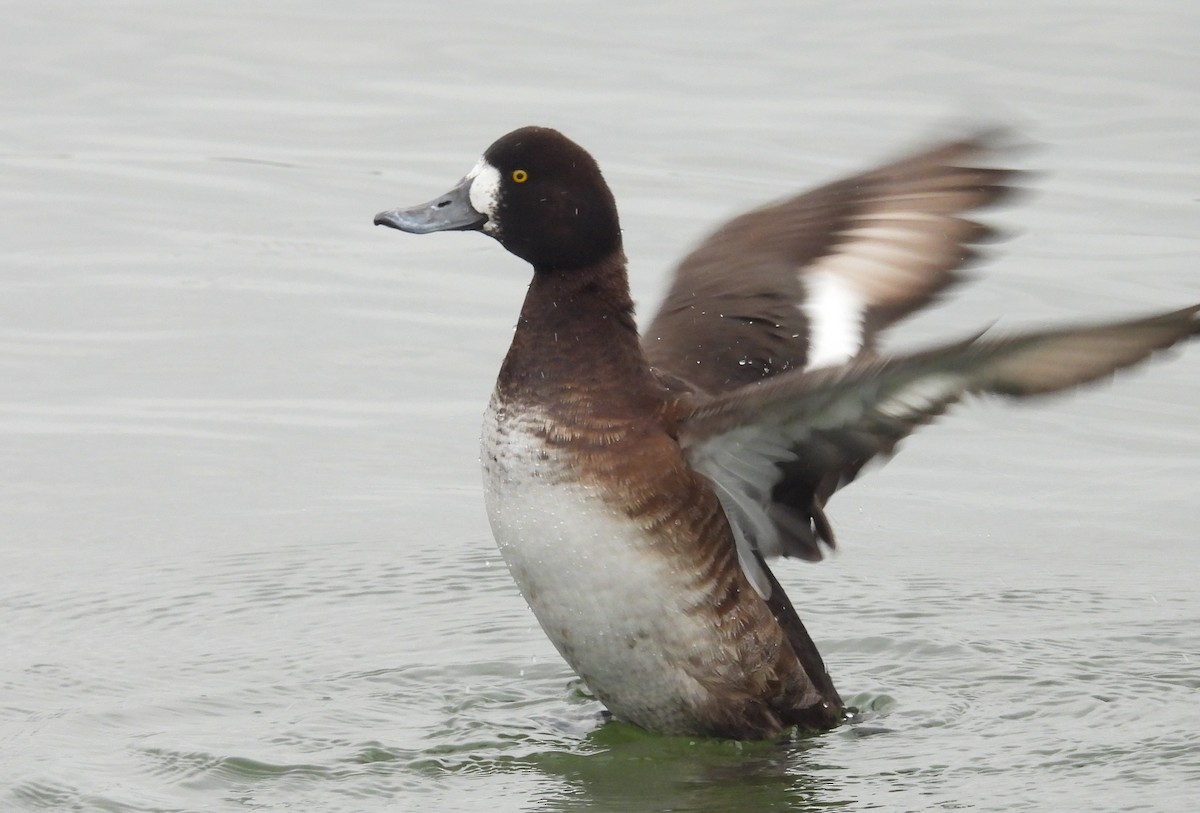 Greater Scaup - ML614239613