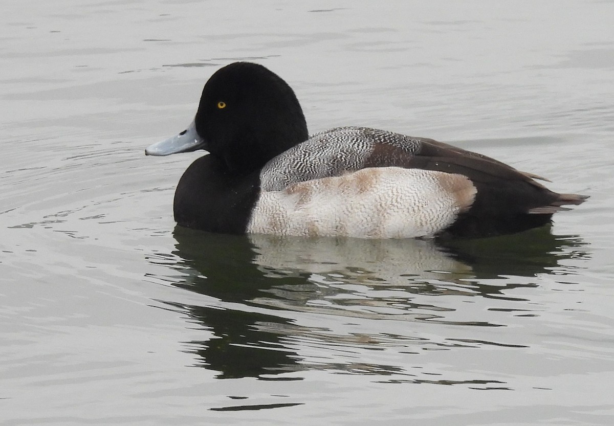 Greater Scaup - ML614239614