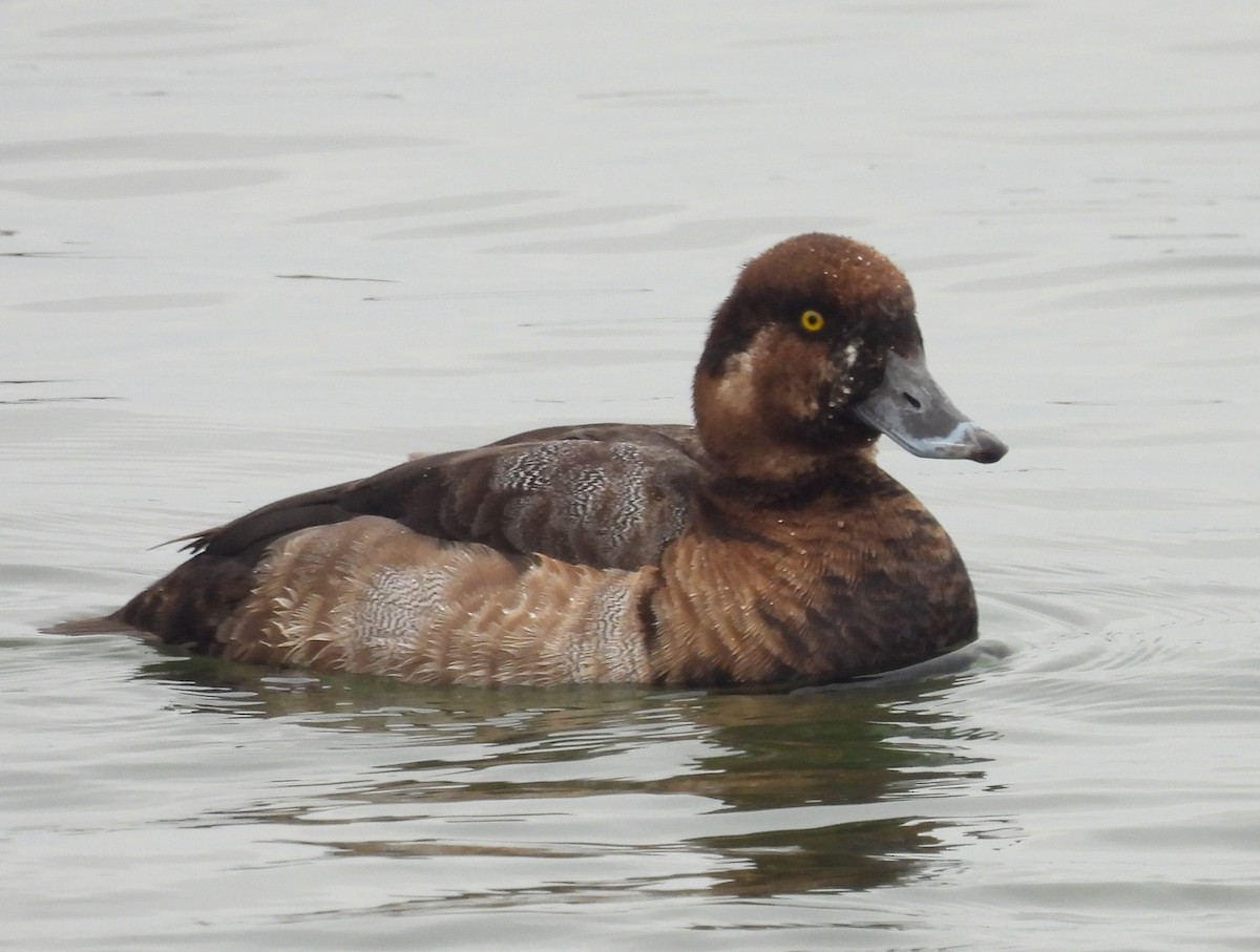 Greater Scaup - ML614239615