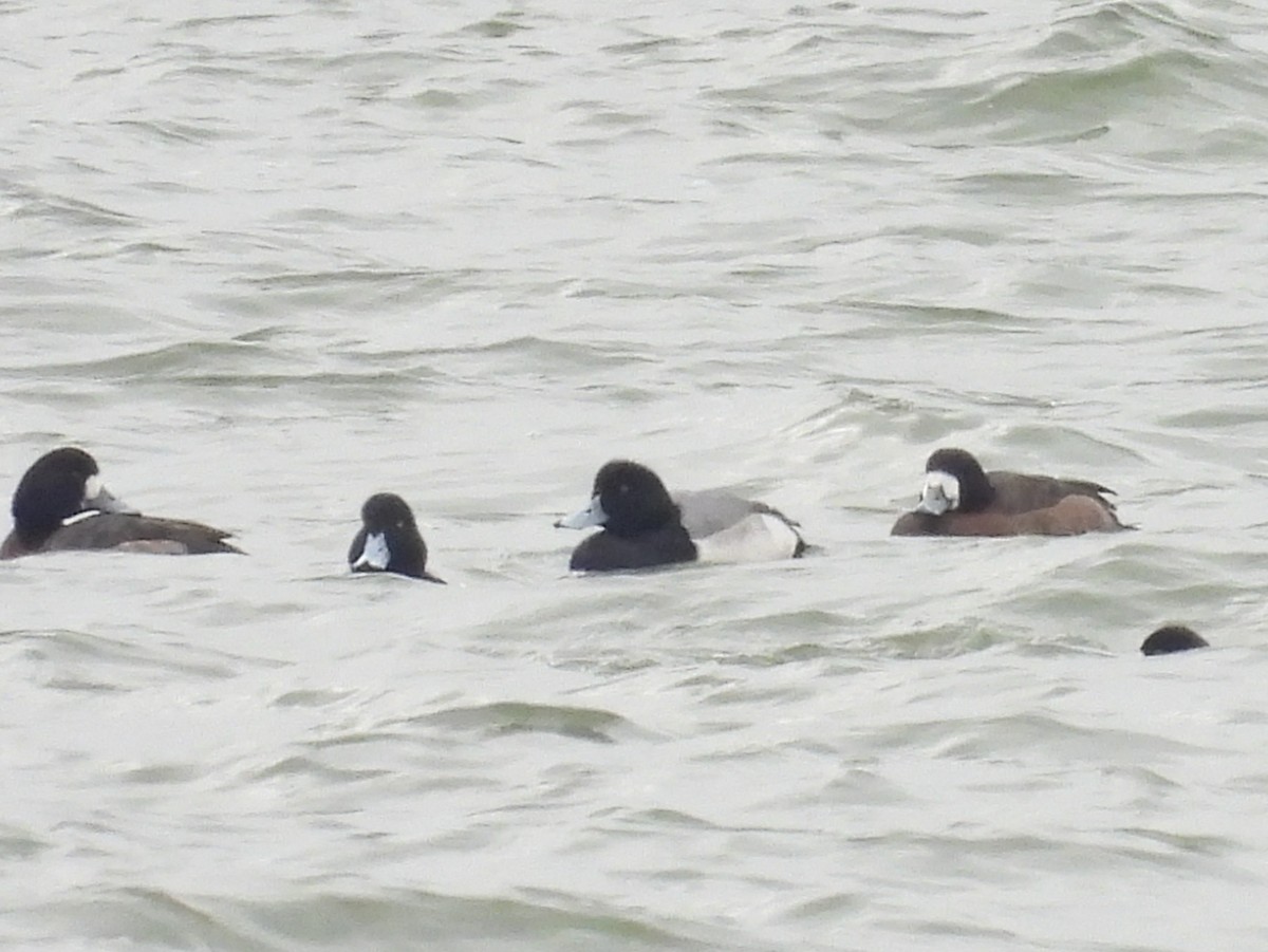 Greater Scaup - ML614239616