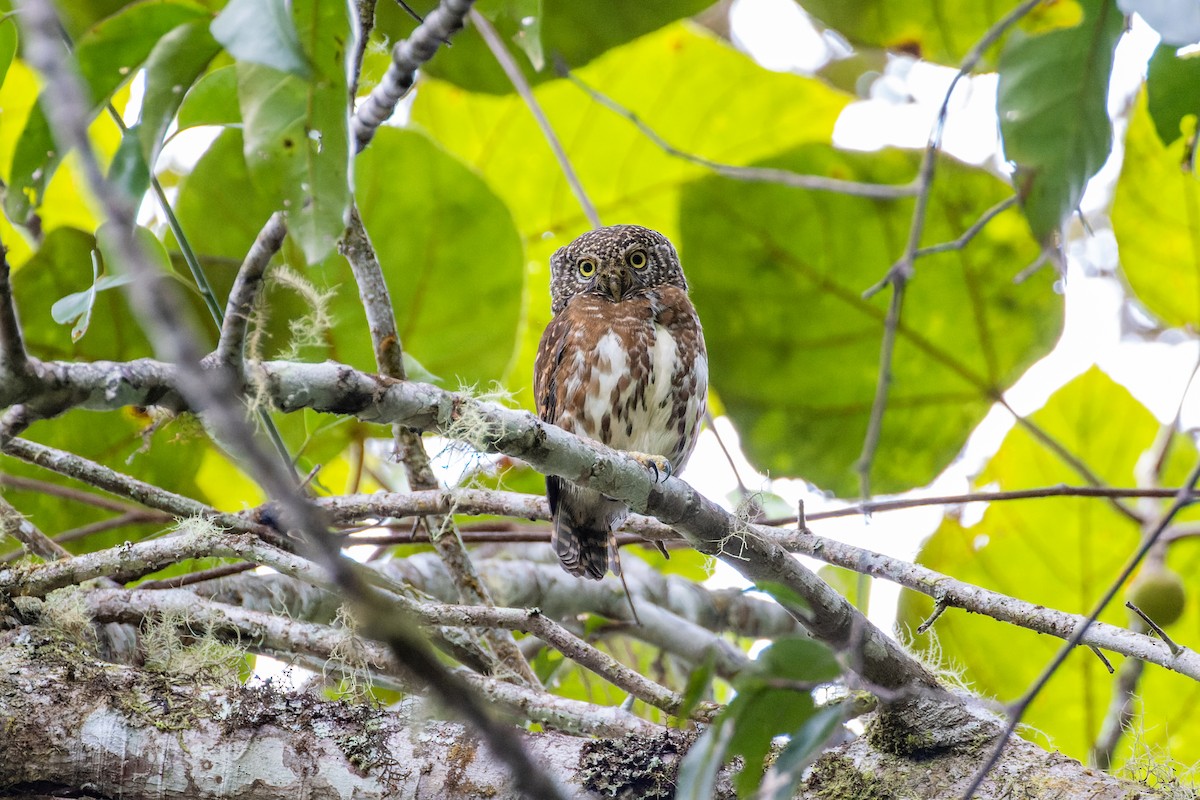 Sunda Owlet - Magnus Persmark