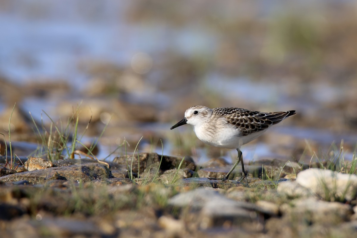 Semipalmated Sandpiper - Jack Kew