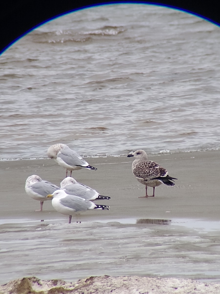 Great Black-backed Gull - ML614239696