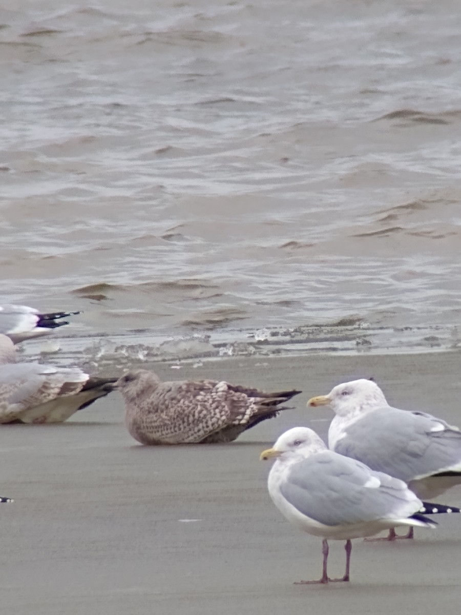 Iceland Gull - ML614239701