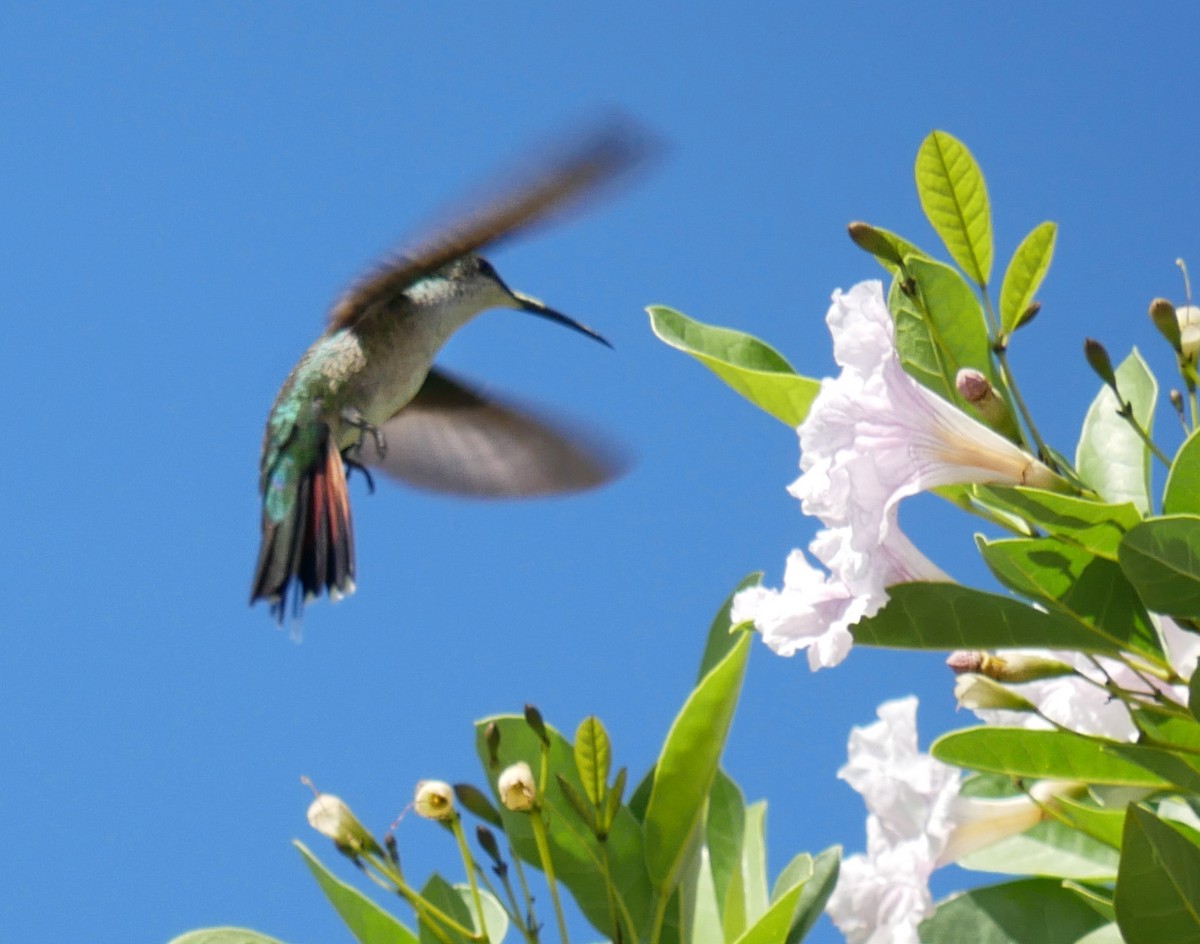 Hispaniolan Mango - ML614239712