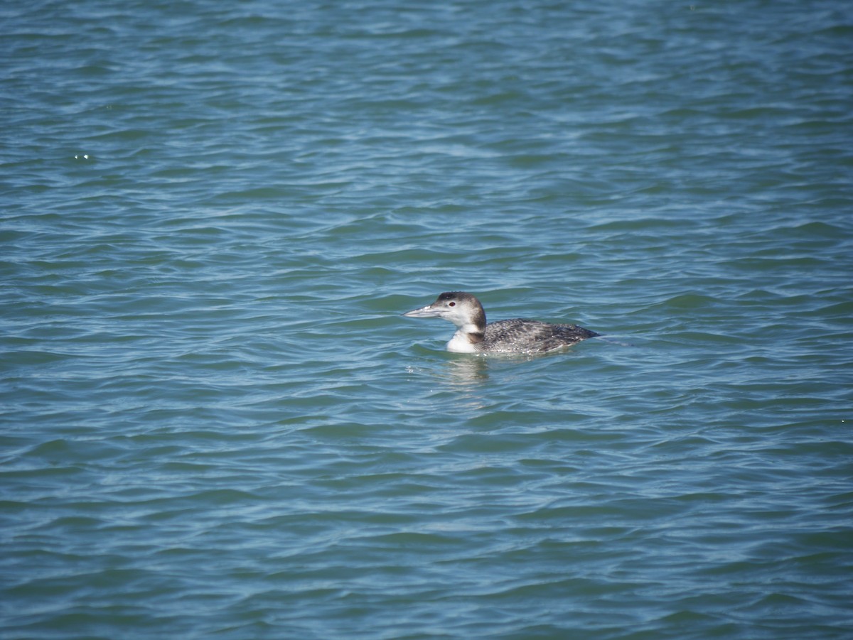 Plongeon huard - ML614239714