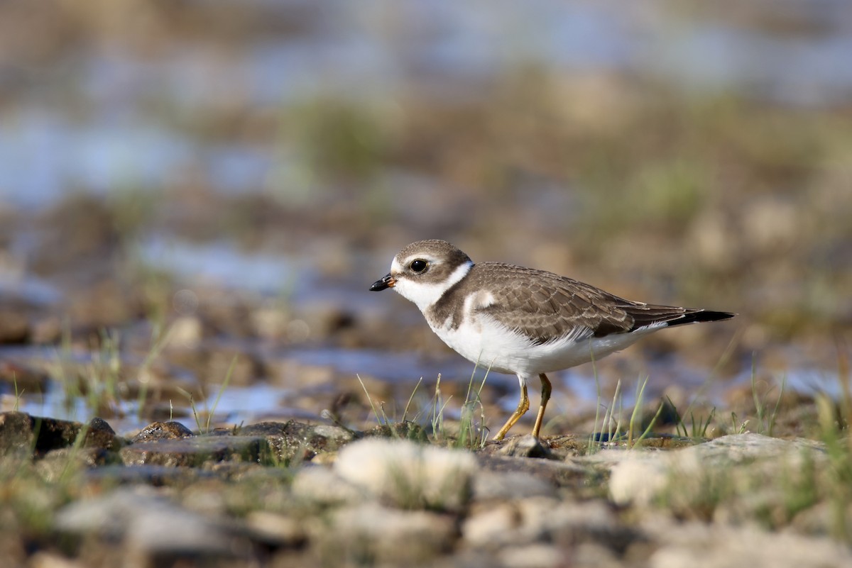 Semipalmated Plover - Jack Kew