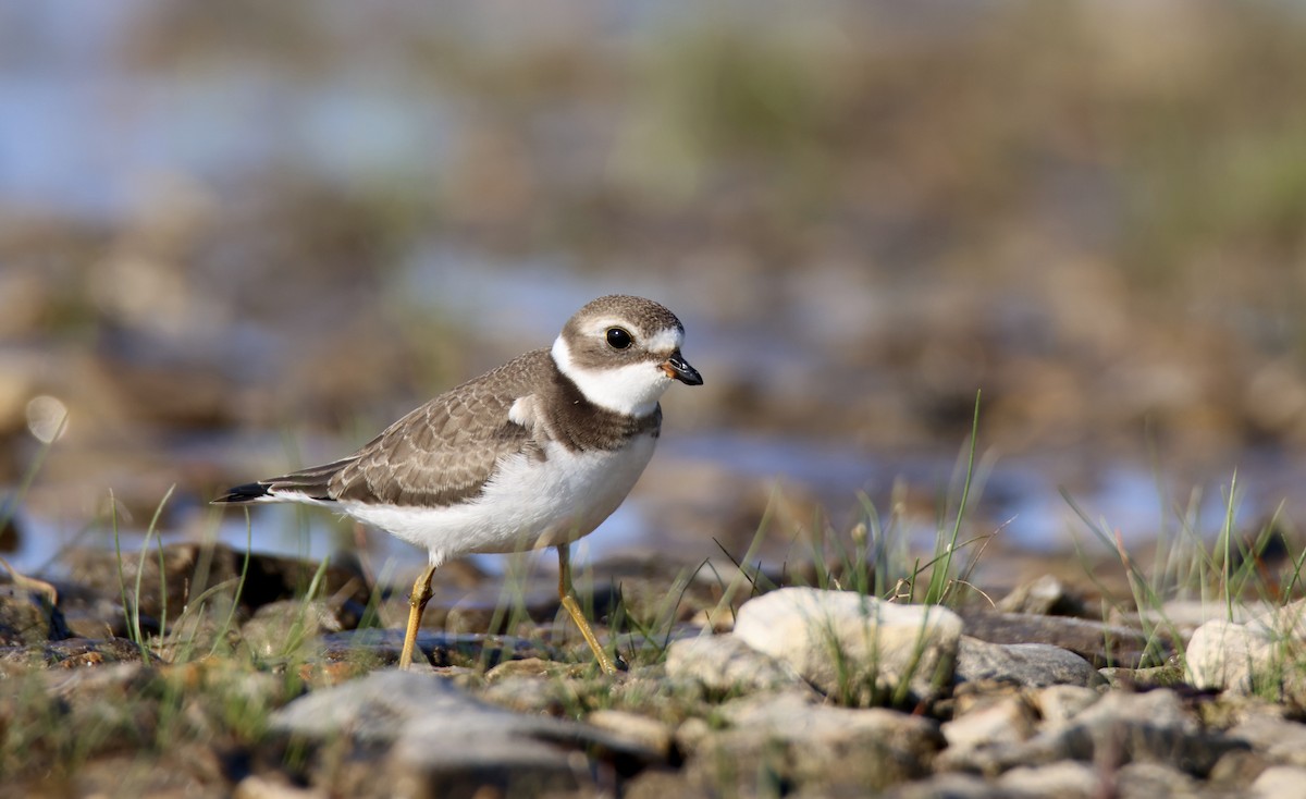 Semipalmated Plover - Jack Kew