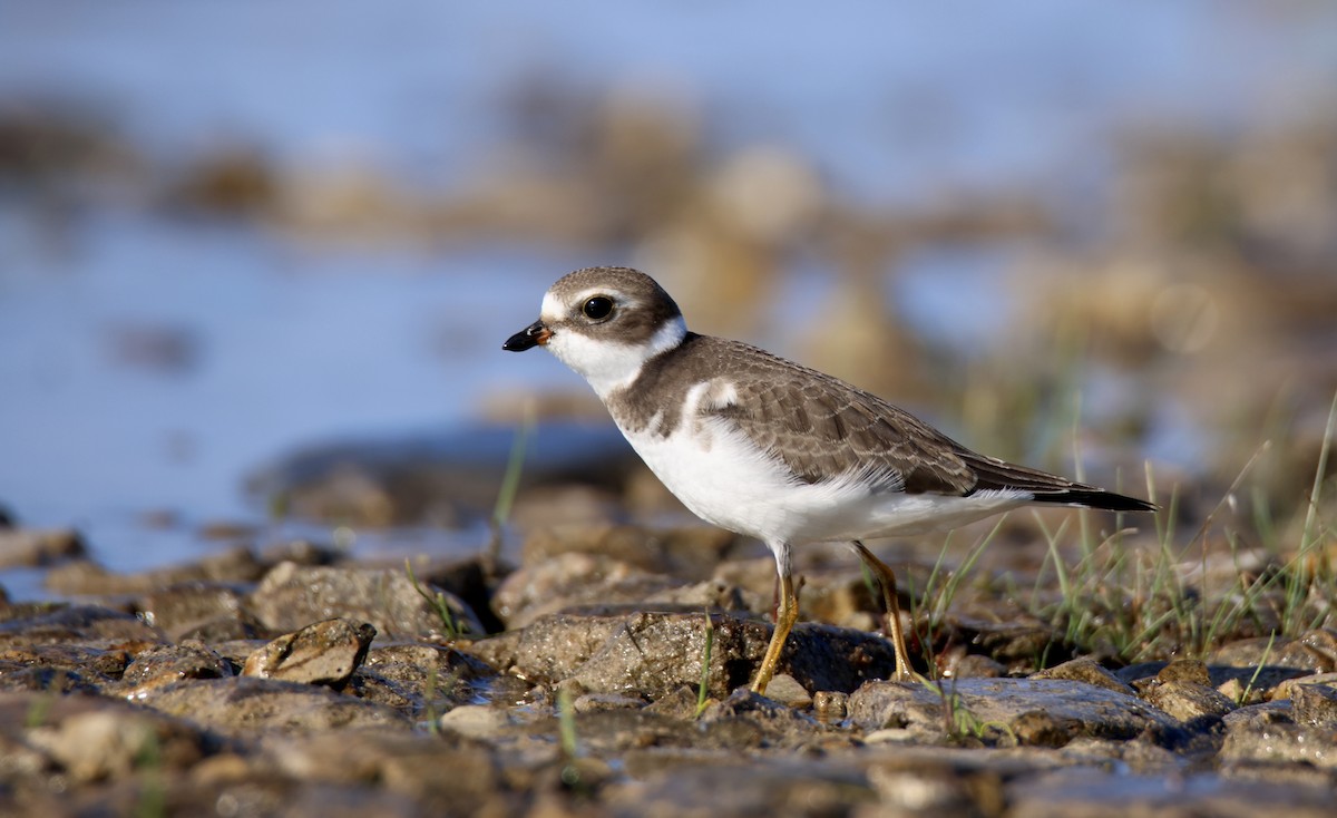 Semipalmated Plover - Jack Kew